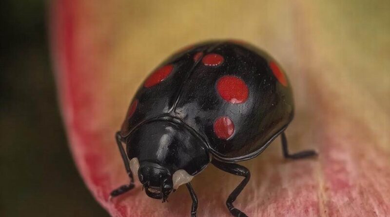 Biedronki w ogrodzie